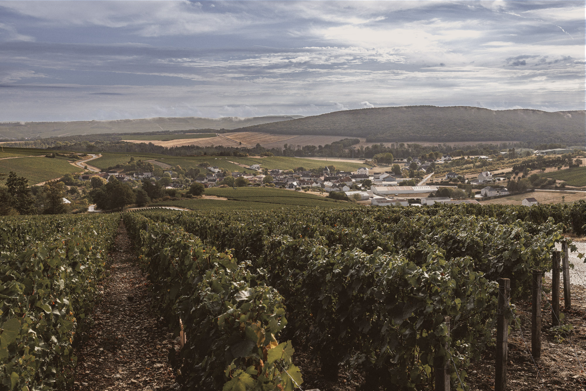 Le vignoble de Champagne Treuffet au cœur de la Côte des Bar
