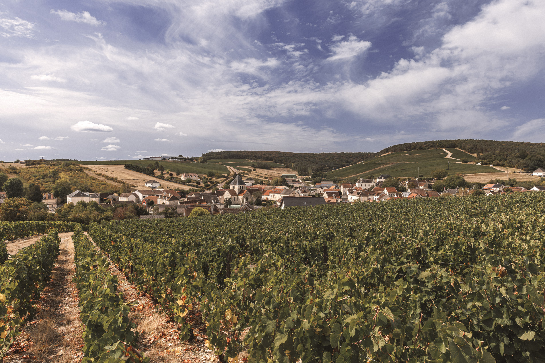 A bunch of Pinot Noir grapes in the Champagne Treuffet vineyard