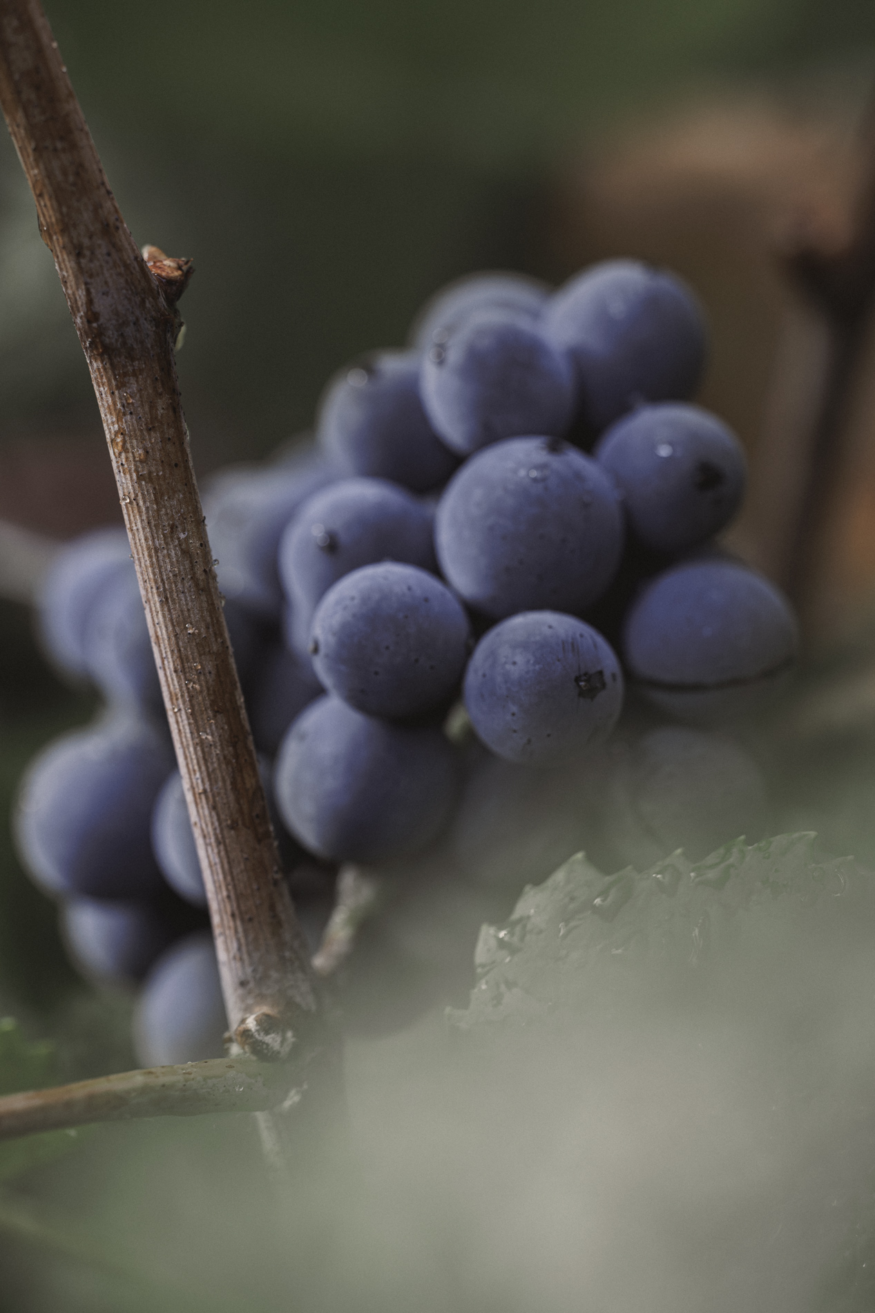 The Balnot-sur-Laignes vineyard