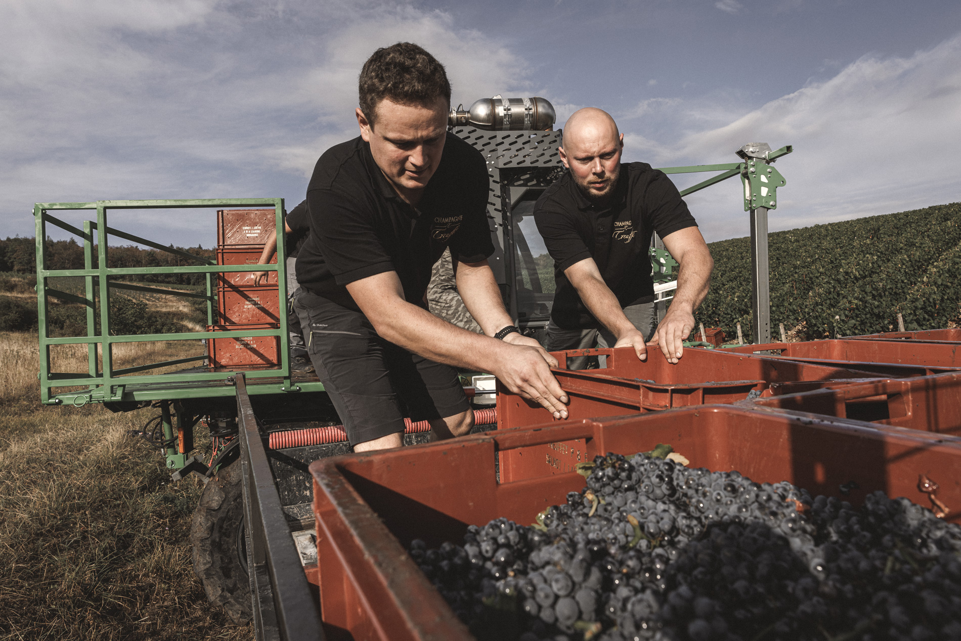 Harvesting at the Champagne Treuffet estate