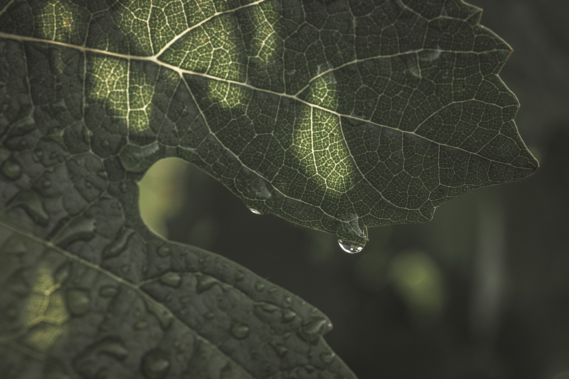 Vine leaf after the rain