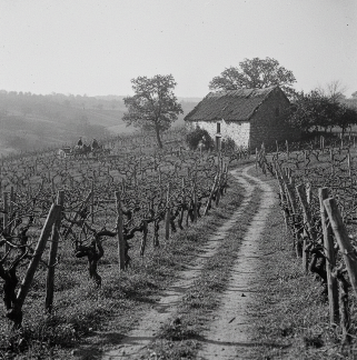 The family vineyard in the early 20th century