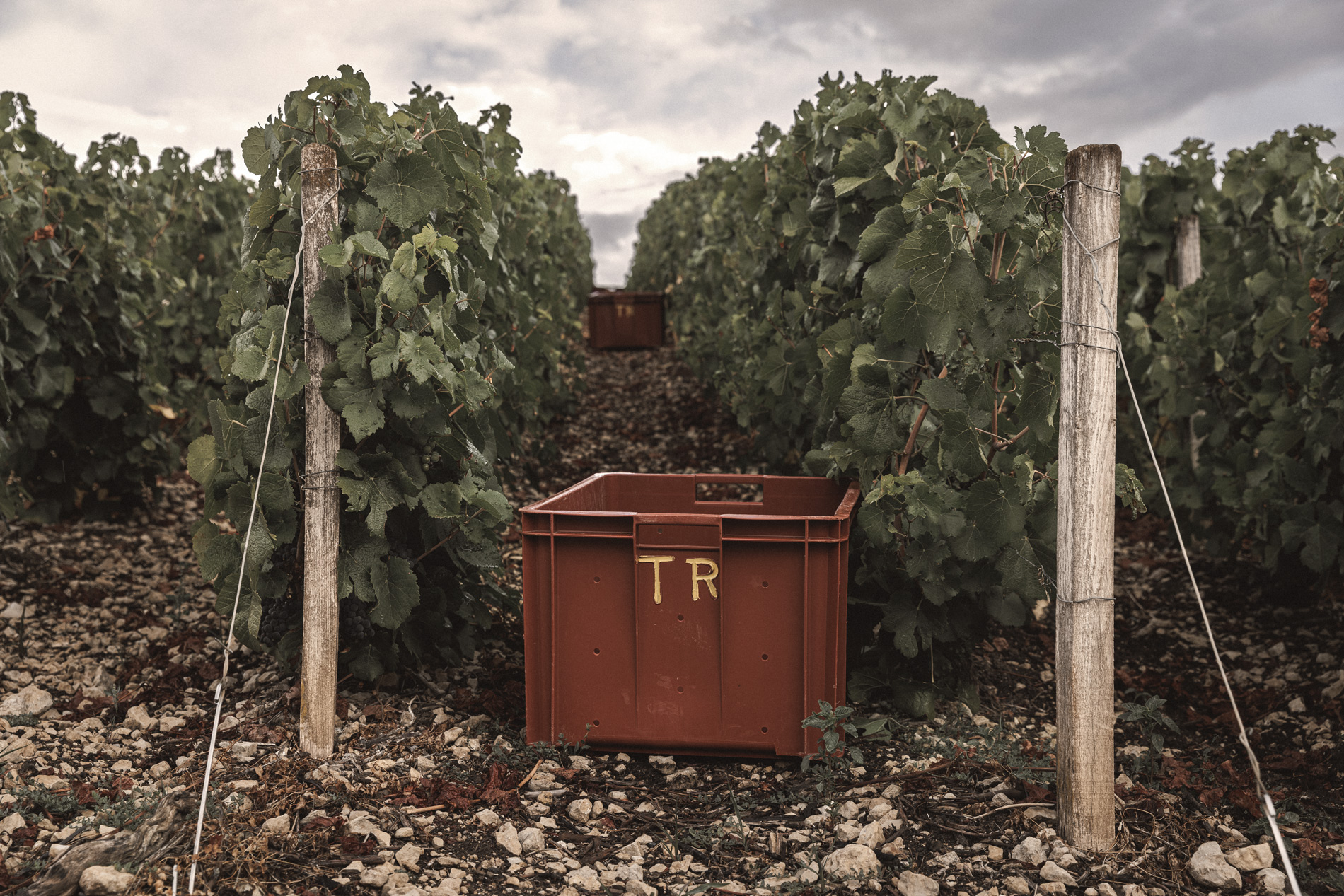 Les cuvées de la Maison Champagne Treuffet dans le vignoble